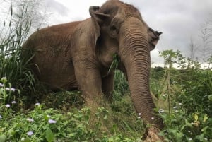 Pattaya: Elefanten-Schutzzentrum − Interaktive Tour