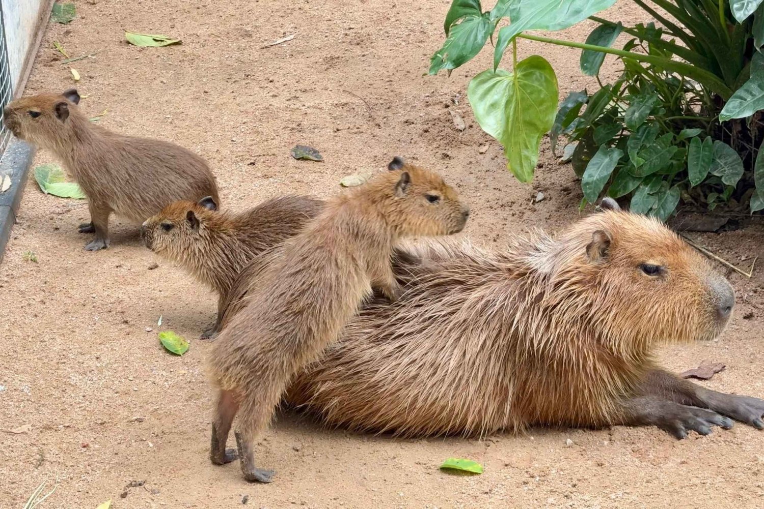パタヤ:カオ・ケオ動物園&J-PARK日本村日帰りツアーをお楽しみください