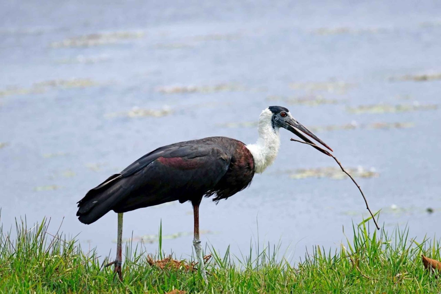 パタヤ:カオ・ケオ動物園&J-PARK日本村日帰りツアーをお楽しみください