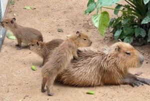 パタヤ:カオ・ケオ動物園&J-PARK日本村日帰りツアーをお楽しみください