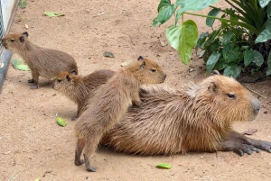 Pattaya : Excursion au zoo de Khao Kheow et au village japonais de J-Park