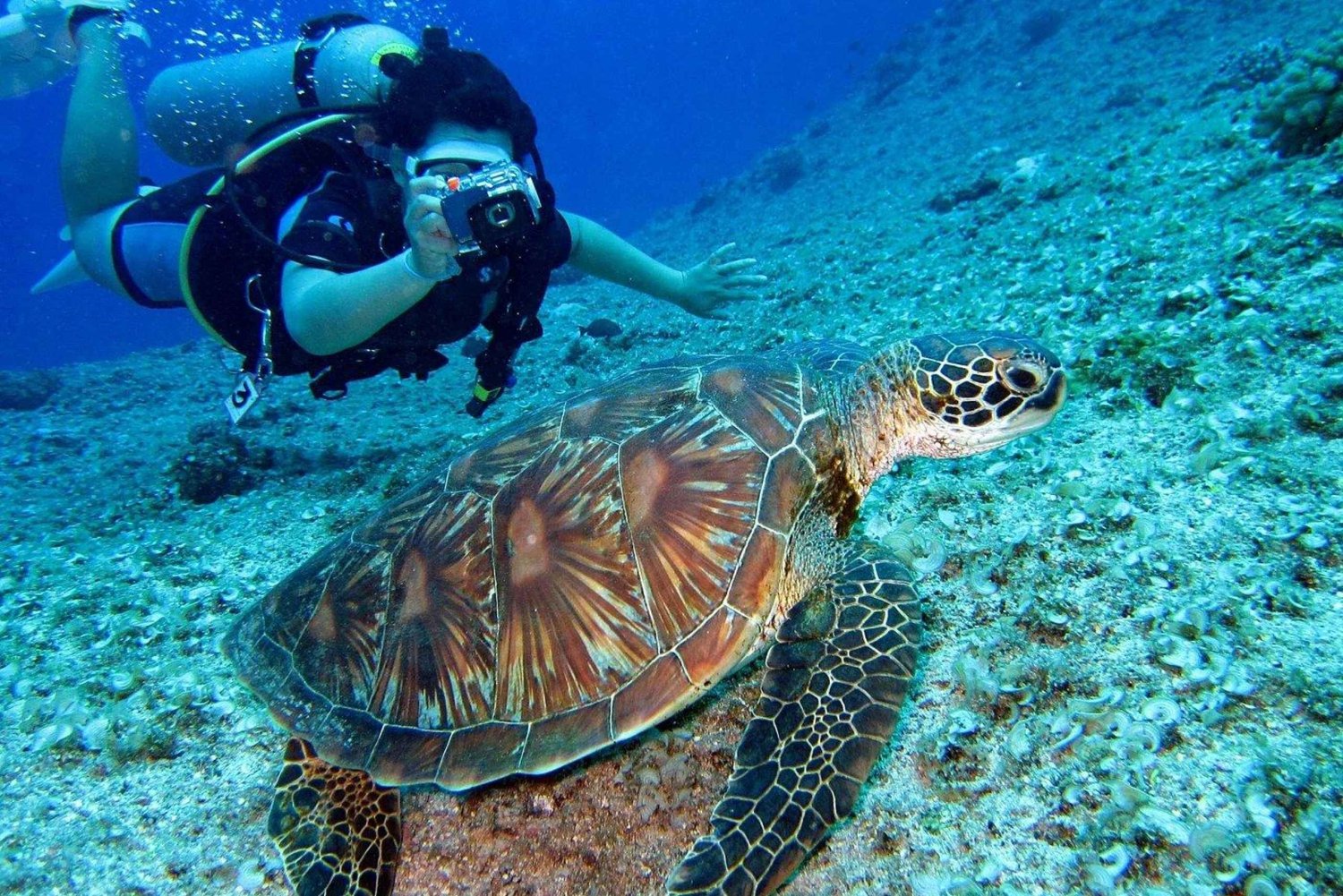 Pattaya: Snorkeling or Beginner Scuba Diving Tour with lunch