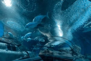 Pattaya: Under Water World