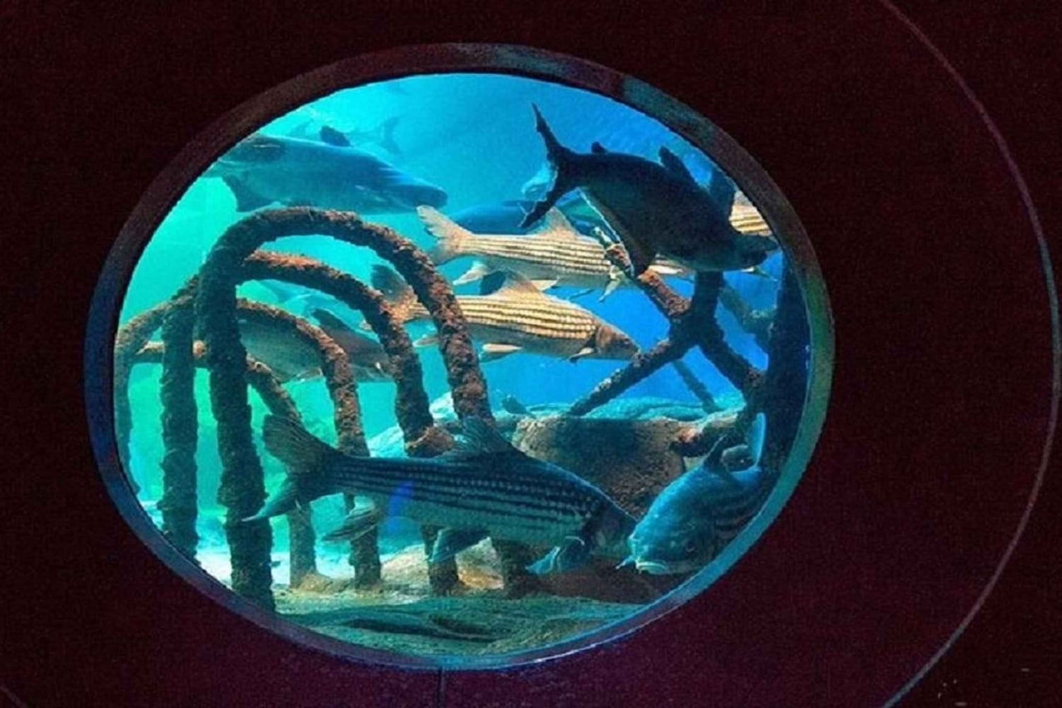 Pattaya: Underwater World Pattaya Aquarium Admission Ticket