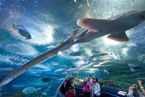 Pattaya: Underwater World Pattaya Aquarium Admission Ticket