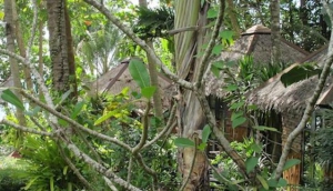 Remark Cottages