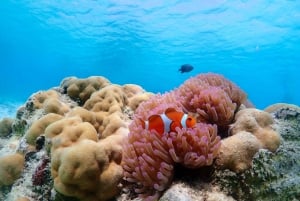 Samaesarn : Finding Nemo Tour by Private speedboat