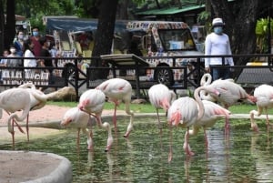 Pattaya: Trasferimento allo zoo aperto di Khao Kheow