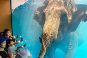 Pattaya: Trasferimento allo zoo aperto di Khao Kheow