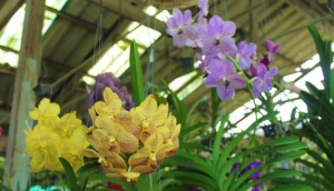 Siriporn Orchids
