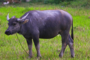 Kulen-berget, Beng Mealea och Tonle Sap – tur i liten grupp