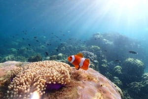 Snorkling och chill: Nemo Island-tur från Pattaya