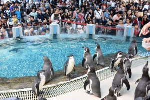 Трансфер в открытый зоопарк Кхао Кхео