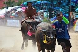 Chonburi Buffalo Races