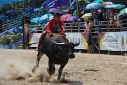 Chonburi Buffalo Races