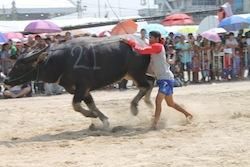 Chonburi Buffalo Races