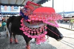 Chonburi Buffalo Races
