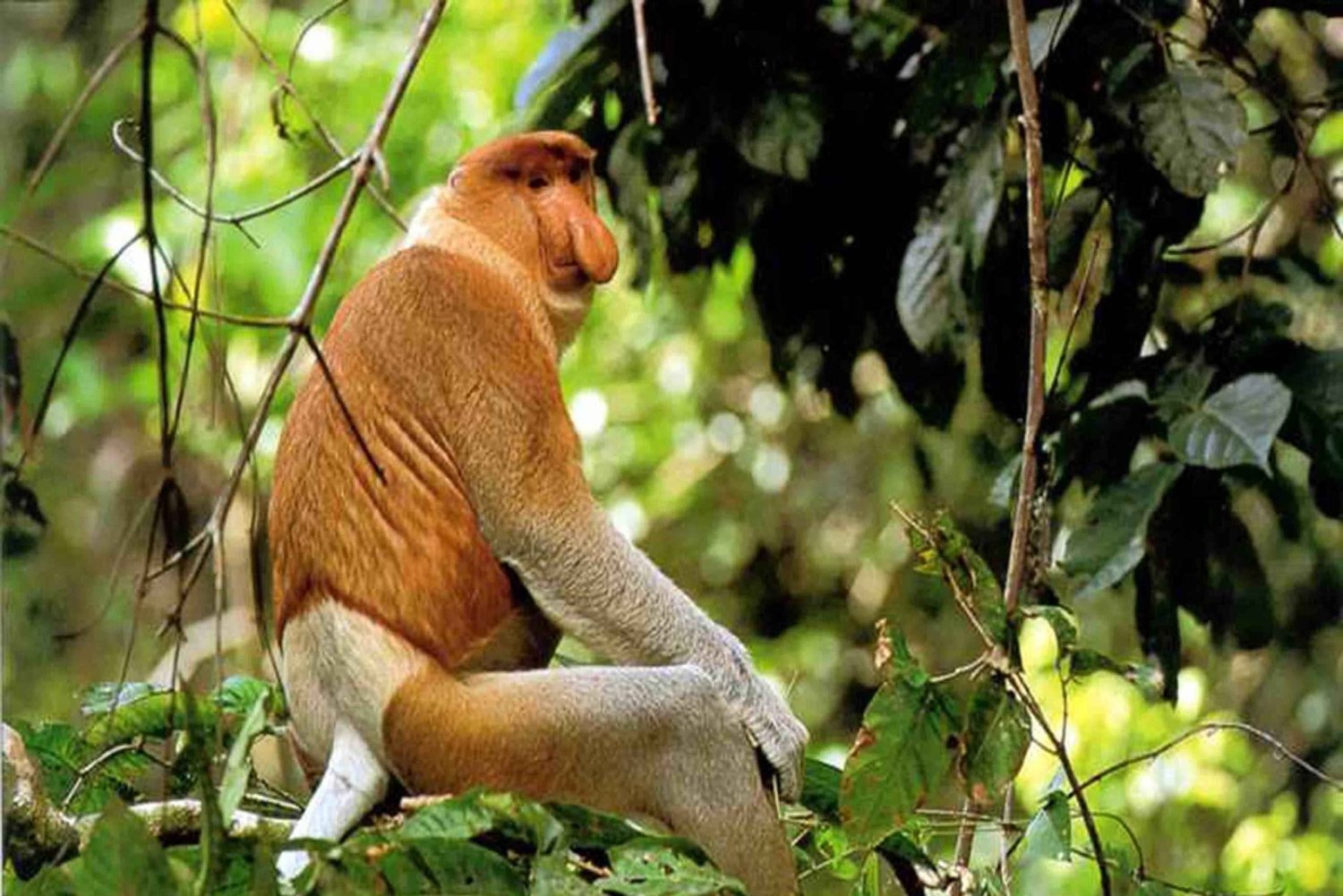 Bongawan Wetland: Proboscis Monkey and Fireflies Shared Tour