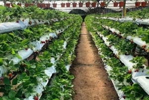 Da Penang: tour privato di un giorno alle Cameron Highlands