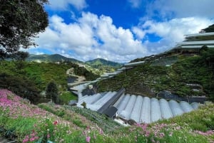 Da Penang: tour privato di un giorno alle Cameron Highlands