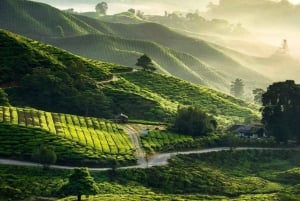 Da Penang: tour privato di un giorno alle Cameron Highlands