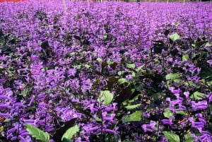Da Penang: tour privato di un giorno alle Cameron Highlands