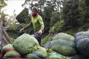 Da Penang: tour privato di un giorno alle Cameron Highlands
