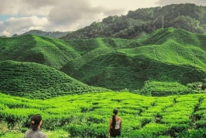 Da Penang: tour privato di un giorno alle Cameron Highlands