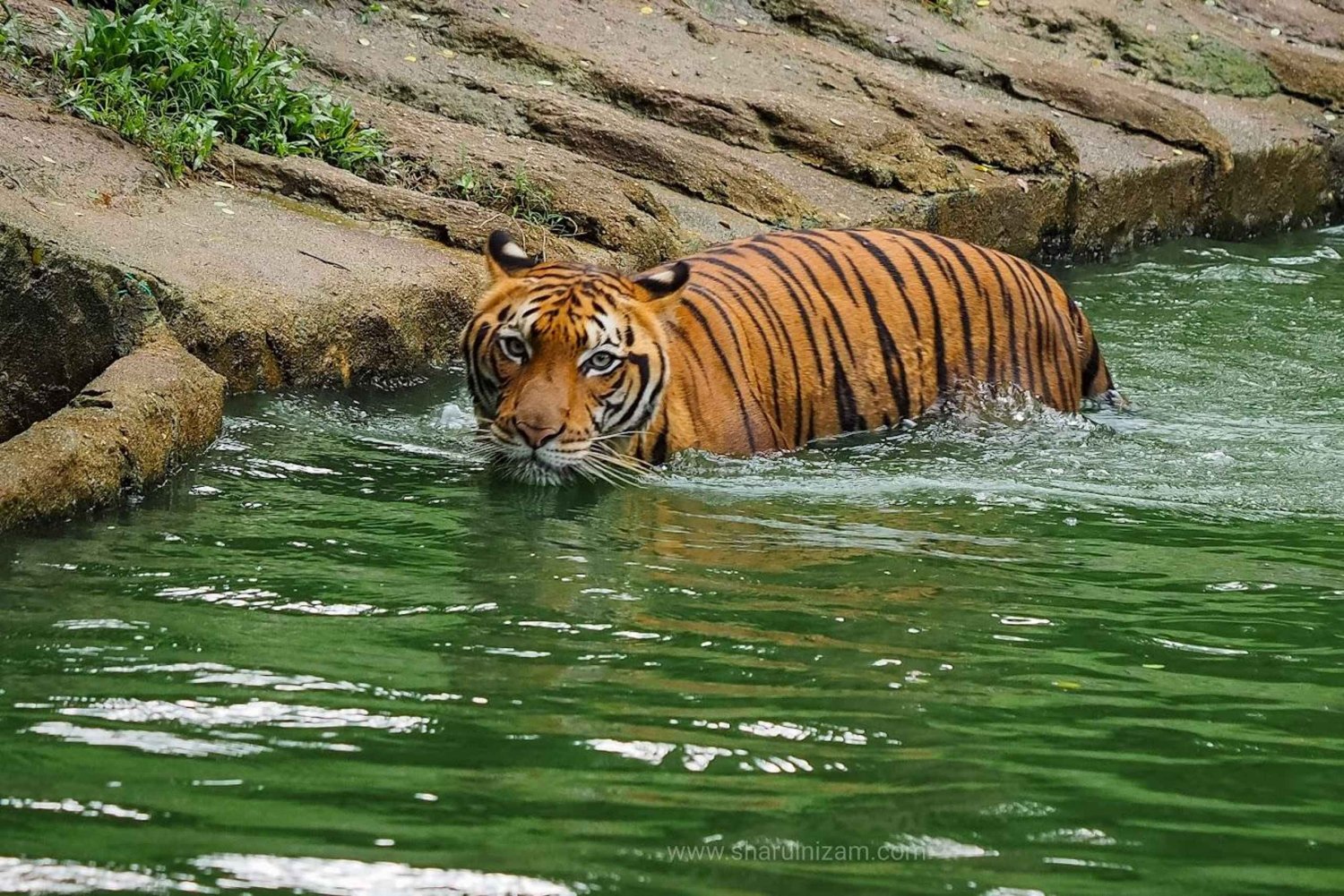 Da Penang: tour privato di un giorno alla scoperta di Taiping