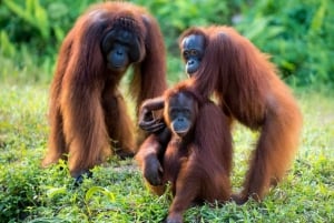 ペナン発：タイピンプライベート日帰りツアー