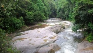 JungleWalla Rainforest & Lost Civilisation Tours