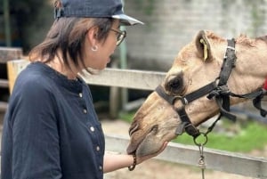 Penang: Balik Pulau Batik Painting & Mini Zoo Petting