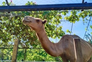Penang: Balik Pulau Batik Painting & Mini Zoo Petting