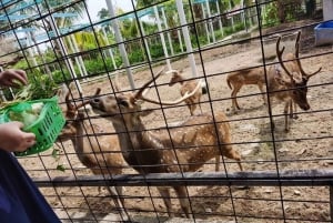 Penang: Balik Pulau Batik Painting & Mini Zoo Petting
