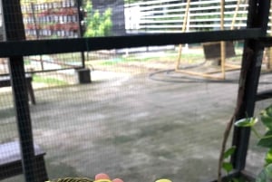 Penang: Balik Pulau Batik Painting & Mini Zoo Petting