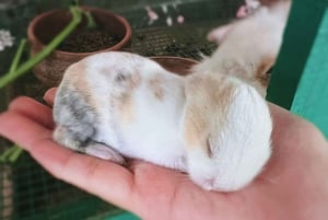 Penang: Balik Pulau Batik Painting & Mini Zoo Petting