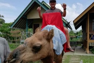Penang: Balik Pulau Batik Painting & Mini Zoo Petting