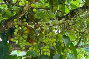 Penang: Tropical Fruit Farm Ticket