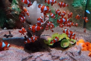 Penang City & tempelrundtur med Penang Hill Train Fast Lane