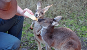 Feeding time at Caversham Wildlife Park - photo by Hugh Ong