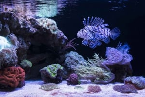 Perth: AQWA Aquarium of Western Australia Entry Tickets