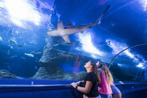 Perth: AQWA Aquarium of Western Australia Entry Tickets