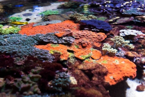 Perth: AQWA Aquarium of Western Australia Entry Tickets