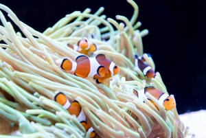 Perth: AQWA Aquarium of Western Australia Entry Tickets
