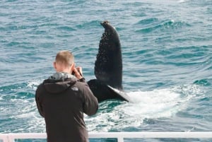 Spectacular Whale Watching Tours in Perth