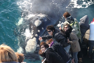 Augusta : Excursion d'observation des baleines