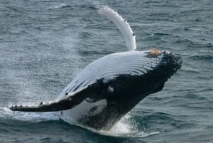 Augusta: Wycieczka z obserwacją wielorybów