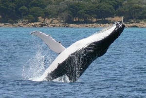 Augusta: tour di avvistamento balene
