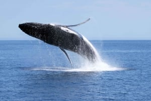 Augusta: Excursión de avistamiento de ballenas