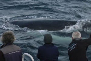 Augusta: tour walvissen spotten